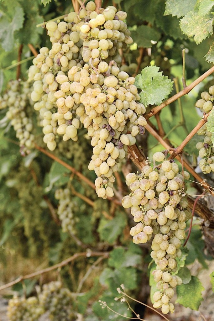 Bual grapes