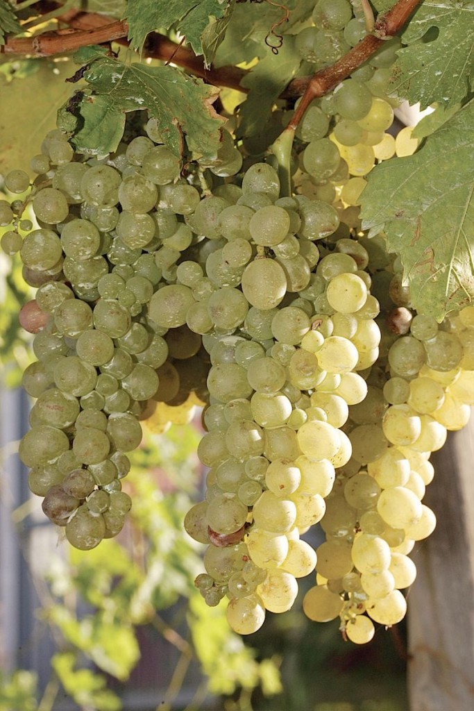 Malmsey grapes growing in Madeira