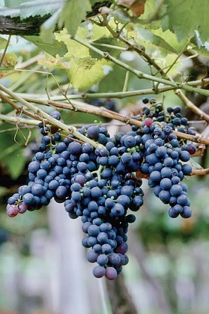 Tinta negra growing in Madeira