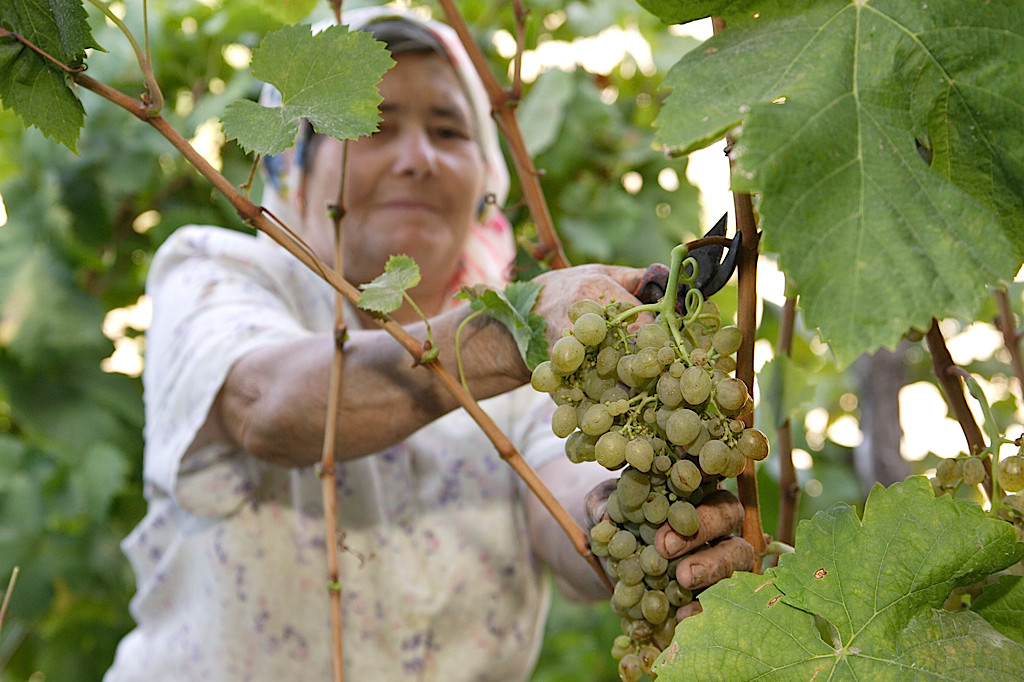 Madeira grapes being harvested (Blandy's)