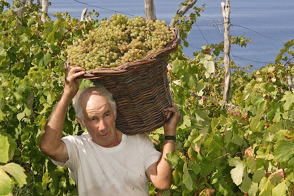 Madeira wine harvest (Blandy's)