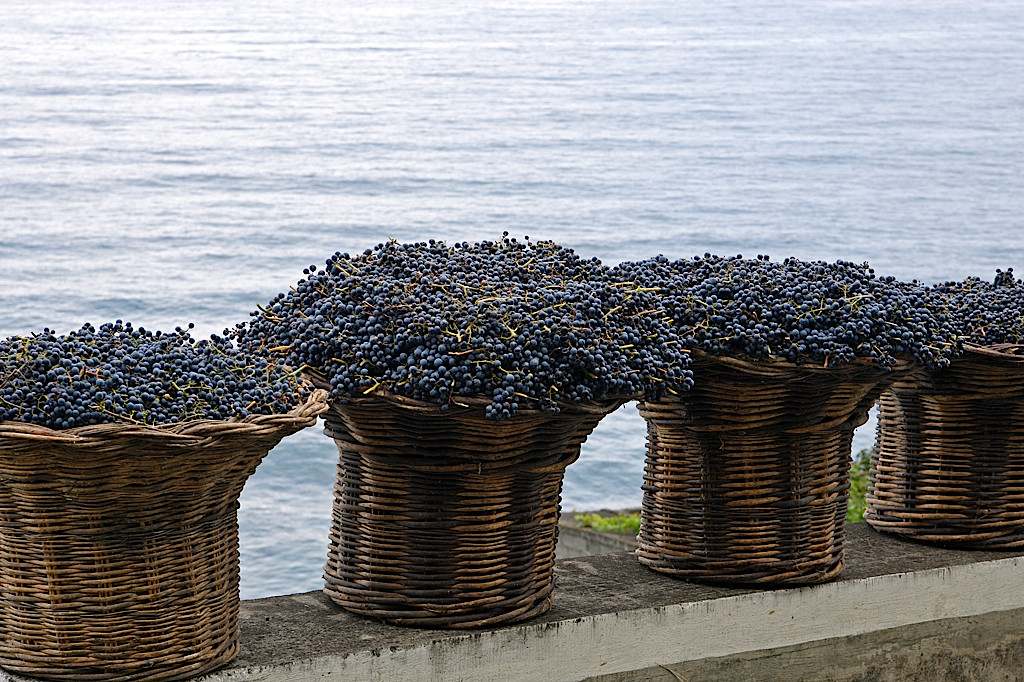 Tinta negra grapes harvested in Madeira (Blandy's)