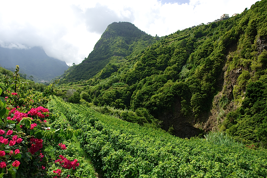 Madeira vineyards, interior (Blandy's)