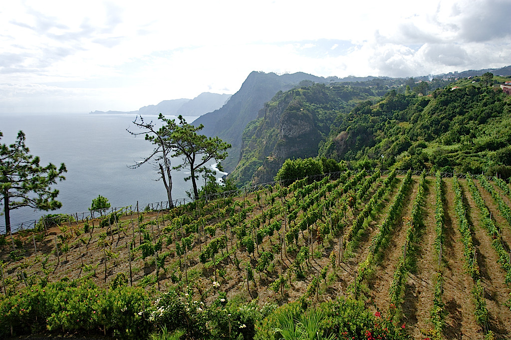 Vineyards on the north coast of Madeira (Blandy's) 