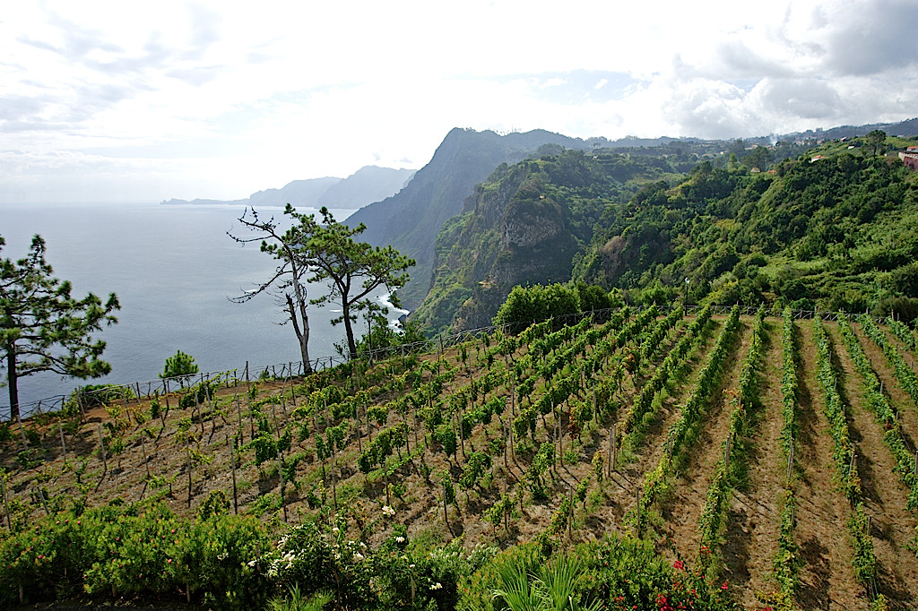 Vineyards on the north coast of Madeira (Blandy's)