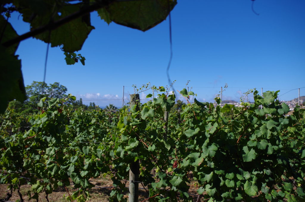 Madeira vineyard in Funchal