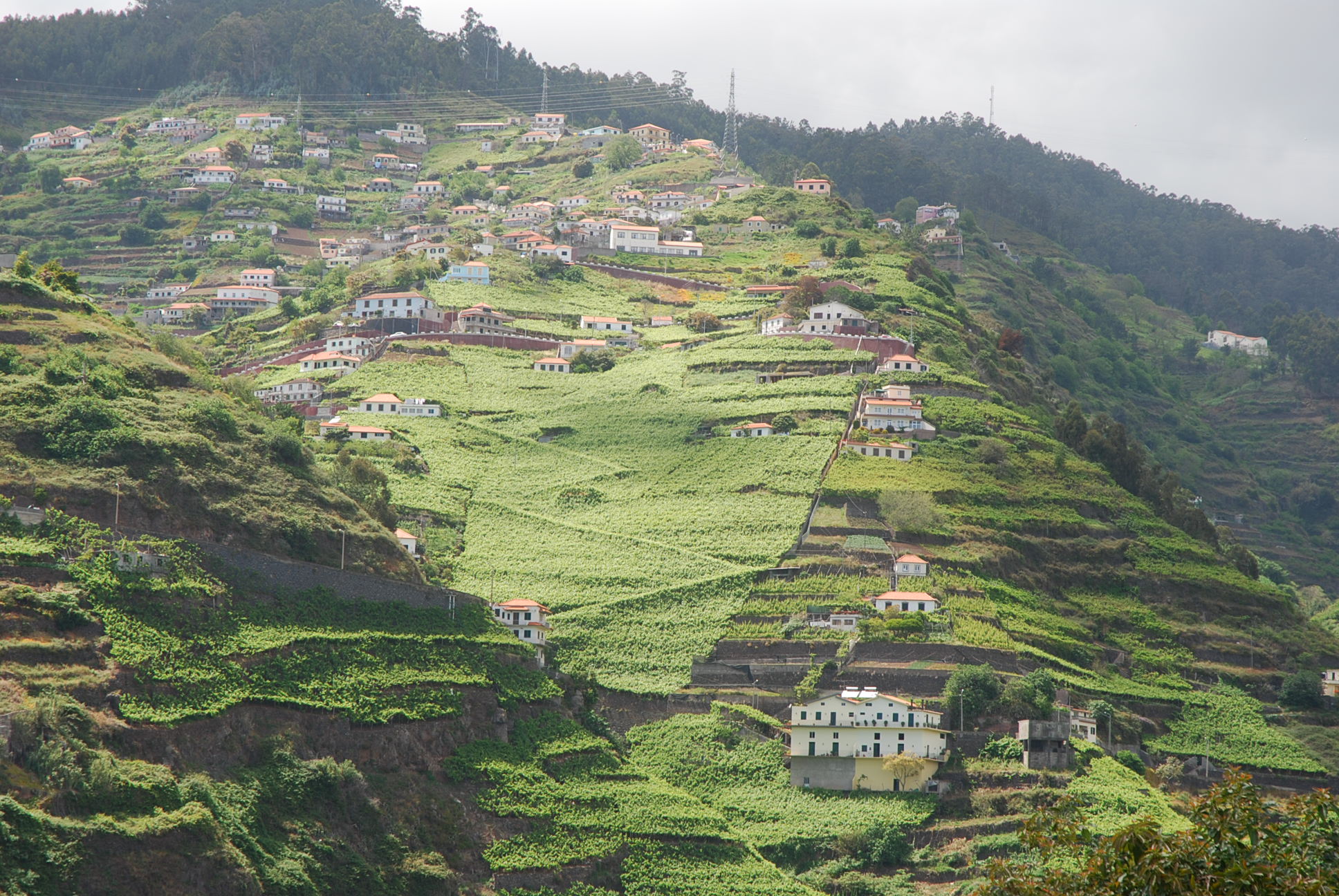 madeira vineyards visit