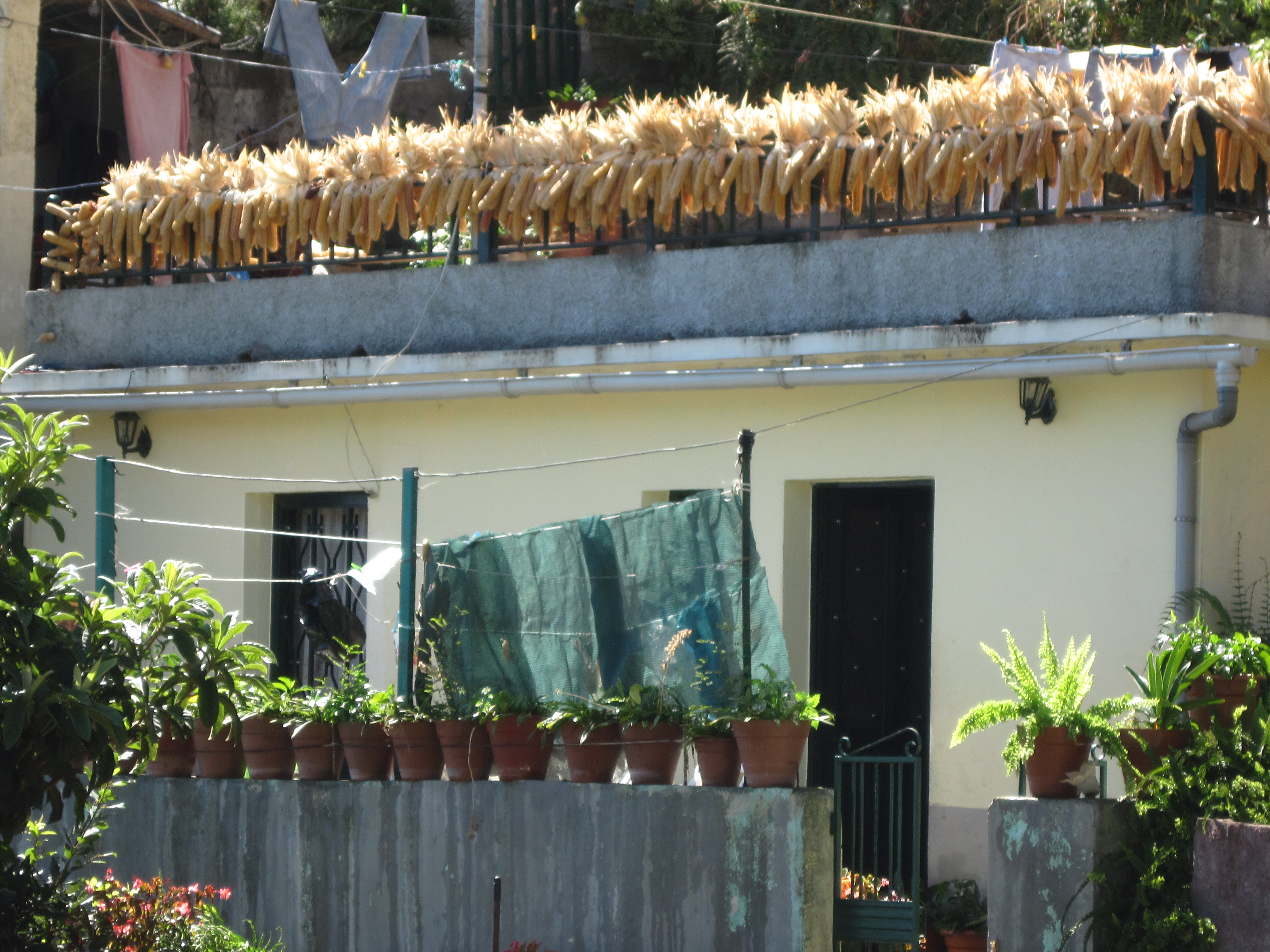 Sweetcorn drying in the sun