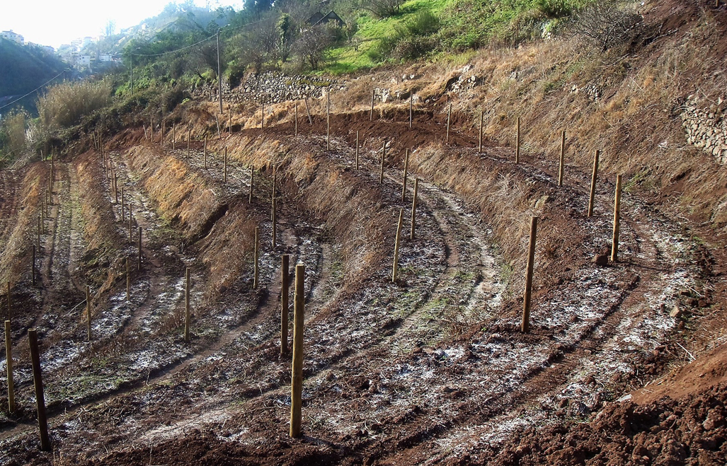 laying out a terraced vineyard