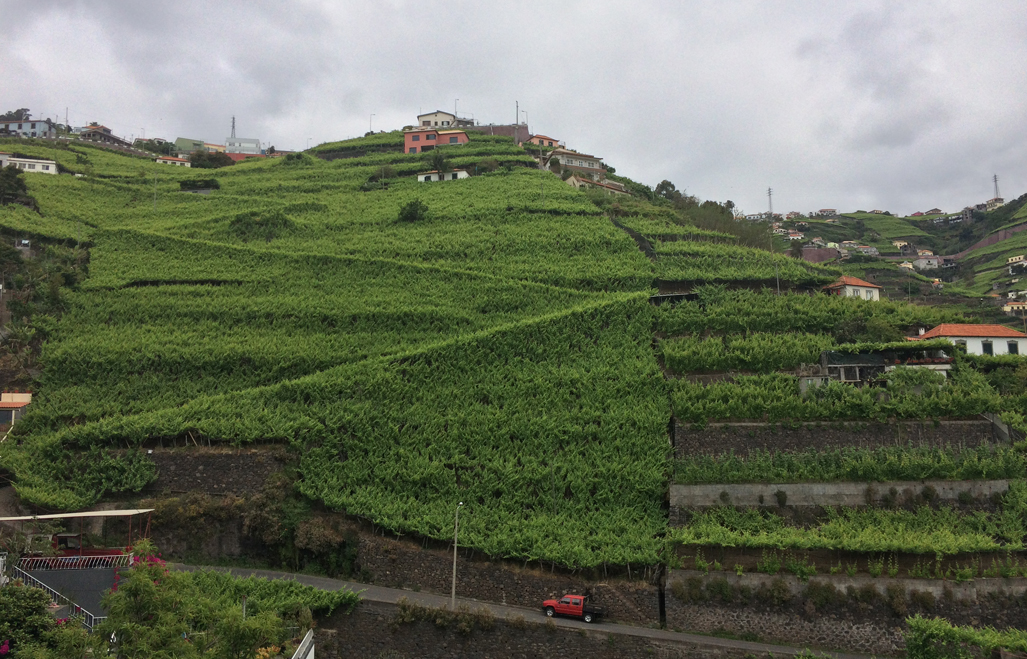 Vineyards on the hilside