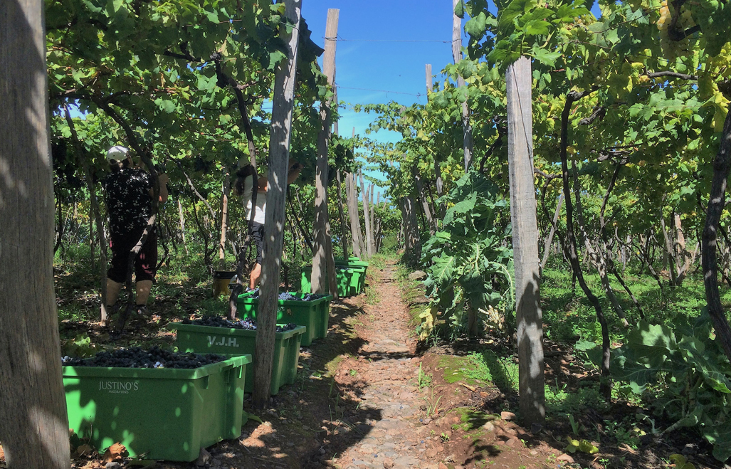 The wine harvest