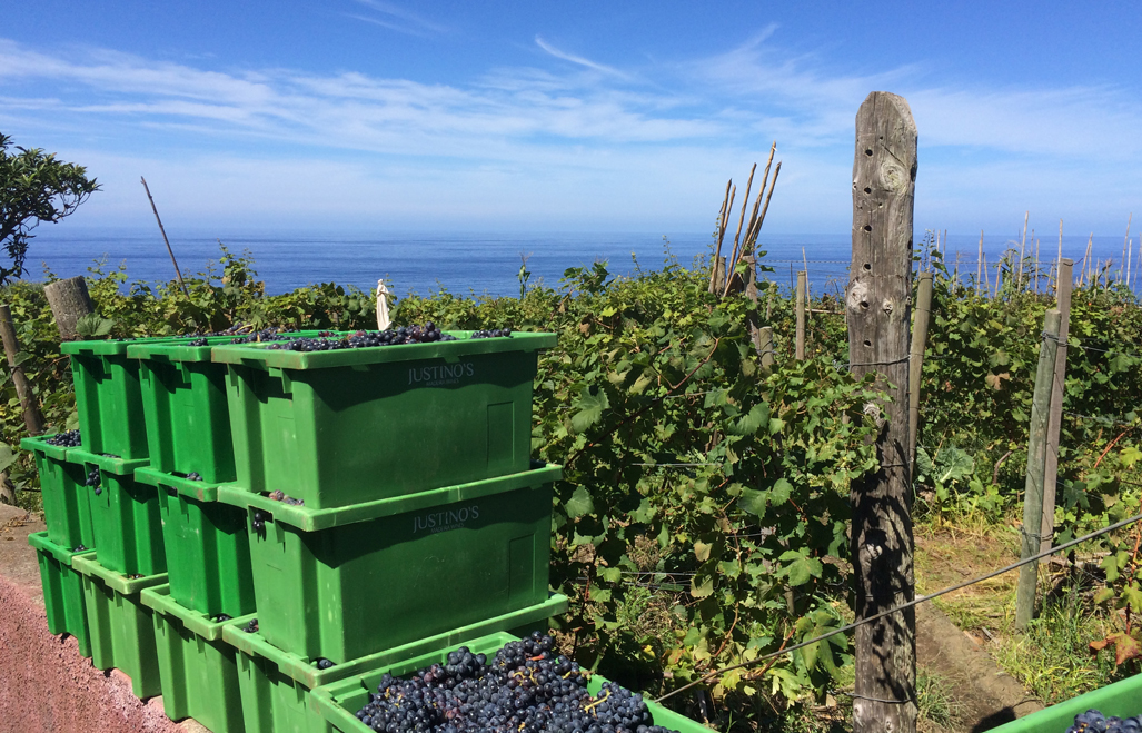 The grapes have been harvested