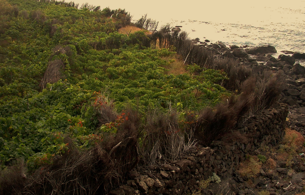 Vineyards by the sea