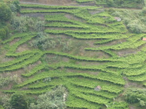 Madeiran vineyard hugging the contours