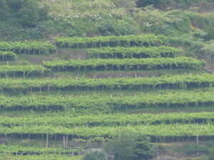 A waterfall of Latada vines in Madeira