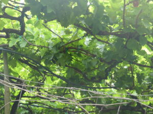 Sun shimmering and glinting through the foliage of the vineyard at Barbusano