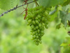 Verdelho grapes at Quinta do Barbusano ripening