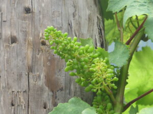 Delicate young Verdelho grapes