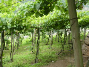 Wooden latadas on a sloping vineyard