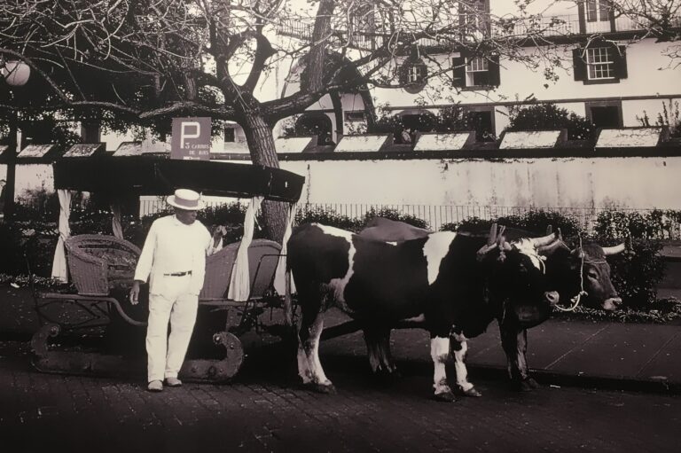 19th century Bullock cart powered sledge, much more sedate than today’s sledge ride experience. 