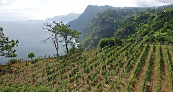 Vineyards-on-the-cliffs-of-madeira-blandys