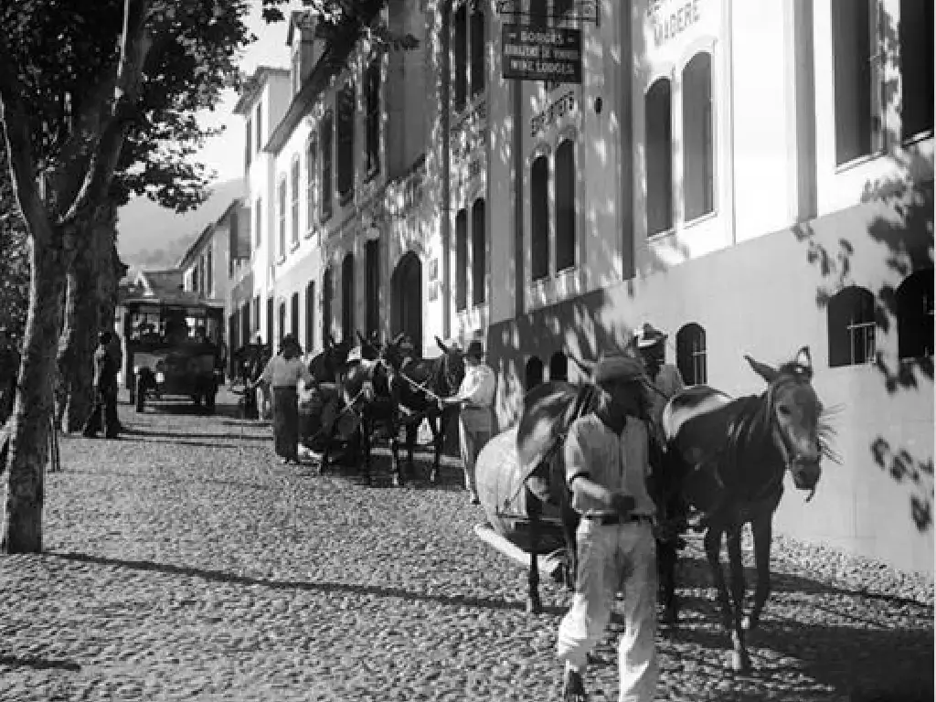 Borges Adega Funchal Madeira