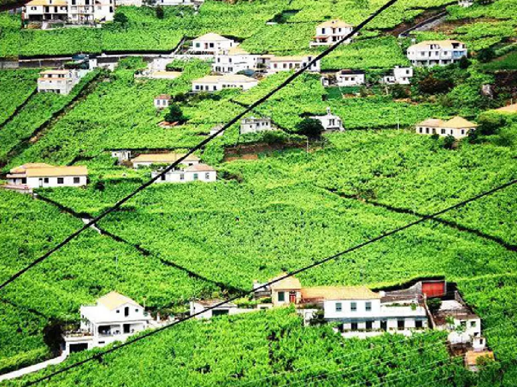 Borges – vineyards view