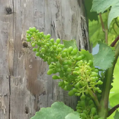 Delicate young Verdelho grapes