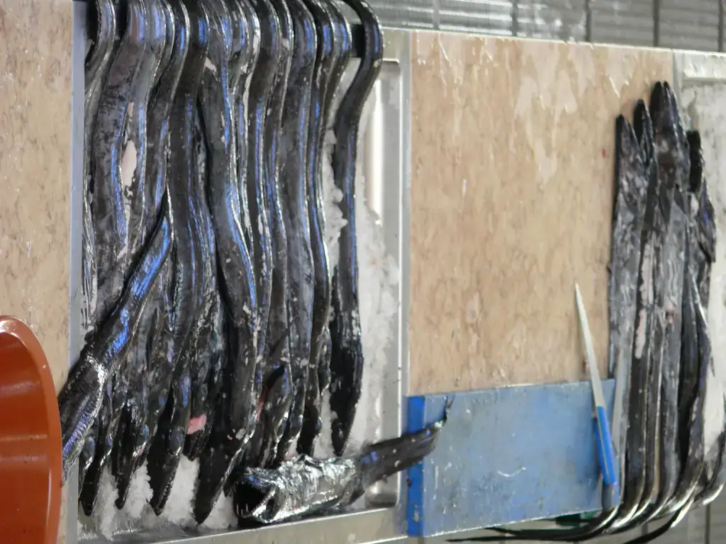 Espada, Madeira’s Scabbard Fish