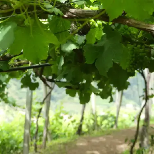 Latadas laden with Verdelho grapes