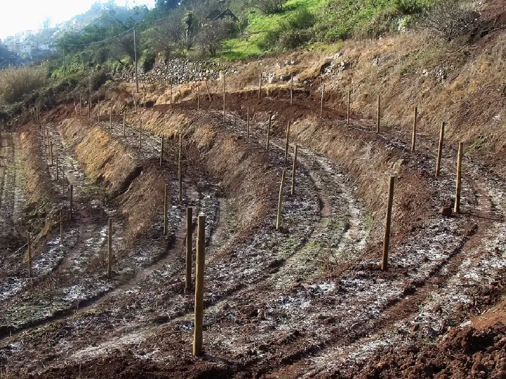 laying-out-a-terraced-madeira-vineyard-justinos