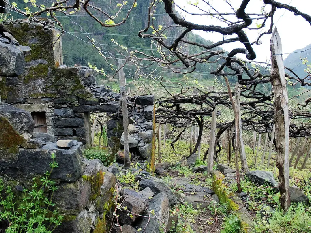 madeira-vineyards-Justinos-latadas