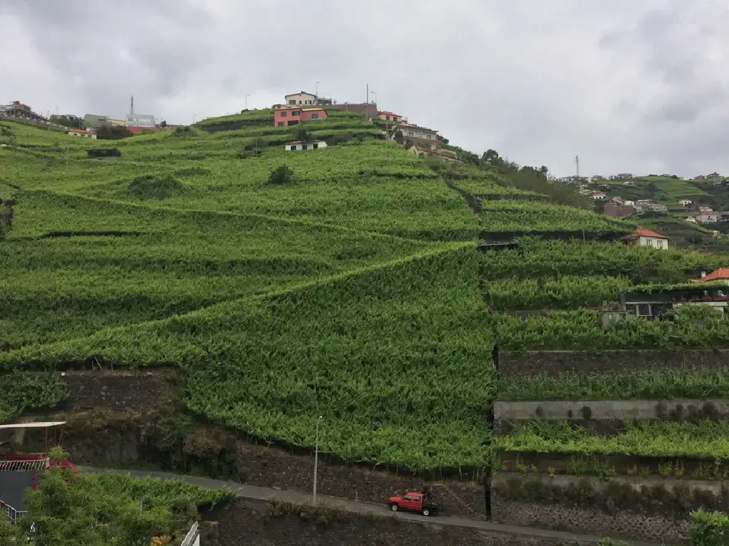 madeira-vineyards-Justinos