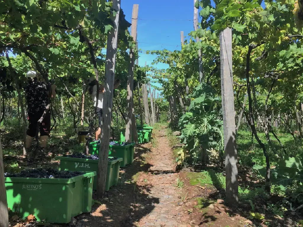 madeira-wine-harvest-justinos