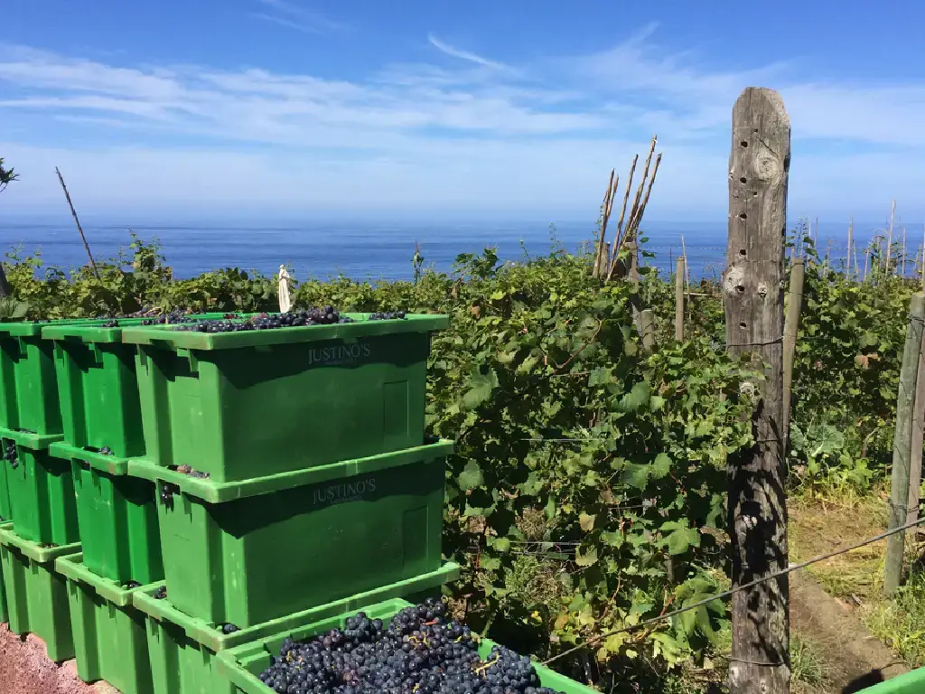 madeira-wine-harvest-modern-baskets-justinos