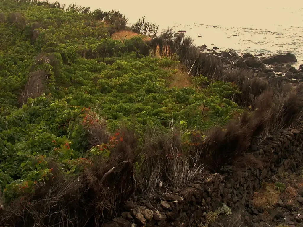 madeira-wine-yards-by-the-sea