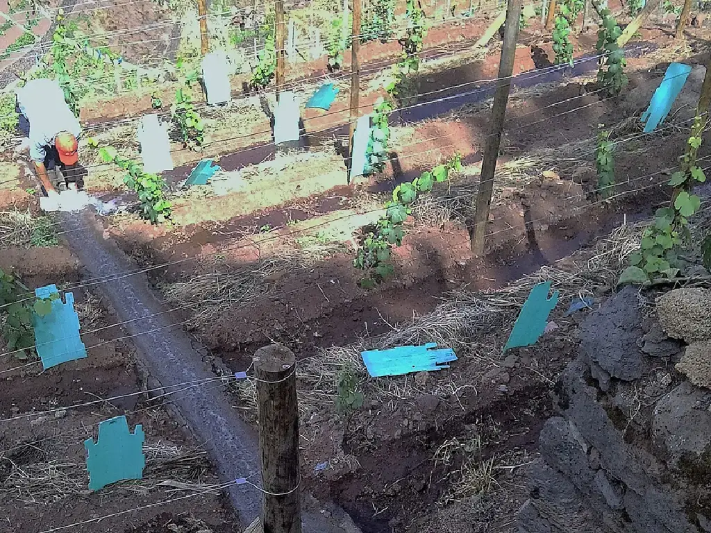 training-a-vineyard-in-madeira-justinos