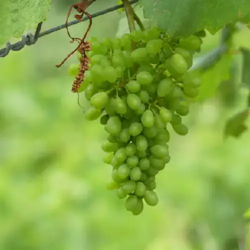 Verdelho grapes at Quinta do Barbusano ripening